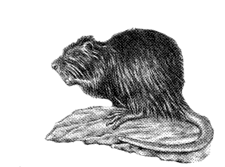 20061120135652-nutria.gif