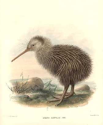 20061120170730-kiwi.jpg