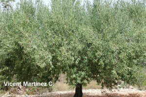 20070104142839-fotosoleaarbre.jpg