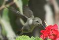 20070415230514-ca5vc0lm.jpg