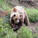 20071025112617-oso.jpg